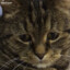 SadCat