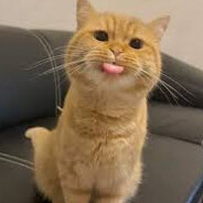 Silly kitty