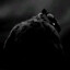 Corvus