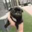 Pug Loro