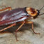 The Cockroach