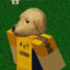 CACHORRAO