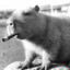 ShellShockedCapybara ♿