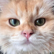 永远只爱臭屁猪