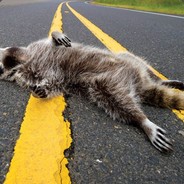 Roadkill