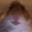 Hamsteroshima