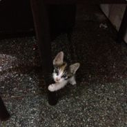 阳光开朗小力丸