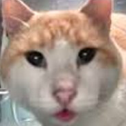 Patoune avatar
