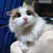 猫猫跟你闹着玩的