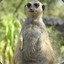 FatSuricate