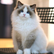 大头大头下雨不愁