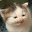 Angery Boi