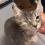 cat dad