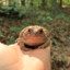 Boiled Frog