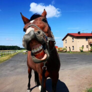 Kapral Koński CASE.GIFT