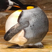 雄性幼年阿德利企鹅