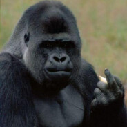 对面绝对有问题