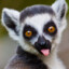 Lemur