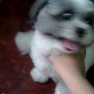 braylle
