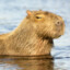 capybara