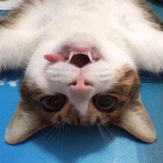 别搞我，买不起