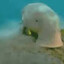 Snorbbler