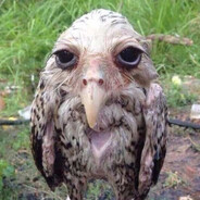 Panzerkampfwagen VI Tiger