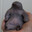 Shrew