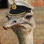 Capt. Ostrich