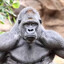 A Mf Silverback Gorilla
