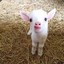 lil goat