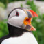 Puffin