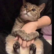 mejau