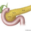The pancreas