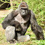 ape with a keyboard
