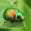 the bug