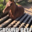 ground beef