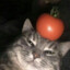 tomato cat