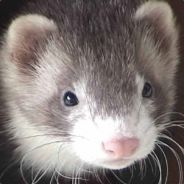 Dodongo - steam id 76561197970633599
