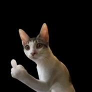 =(^.^)=     D   (^｡^)