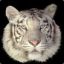 Whitetiger