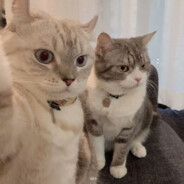 我要成为派派糕手