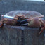 jared crab