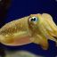 Cuttlefishsupreme