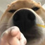 Rex_zZ