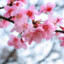 ✿ Cherry Blossom ✿