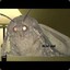 MOTH