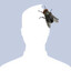Avatar of Foxtrot