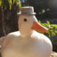 Duck with a tiny hat