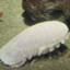 A_real_isopod